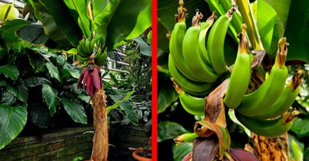 Egzotyczna sensacja w Łańcucie. Bananowiec wydał owoce