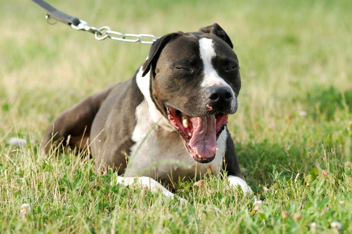 Młotkowice. Znaleziono rozczłonkowane zwłoki. Domu pilnował amstaff