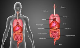 Układ pokarmowy - budowa, funkcje, choroby, badania