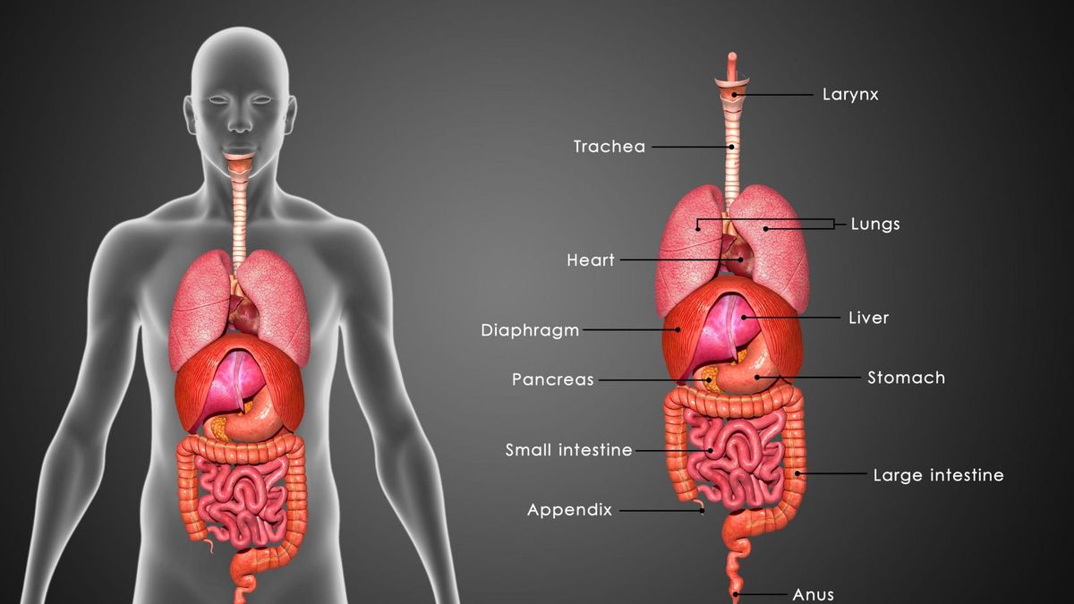 Układ pokarmowy pełni wiele istotnych funkcji.