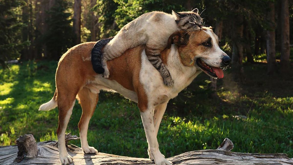 Przyjaźń dwojga czworonogów. Kot i pies na uroczych zdjęciach 1