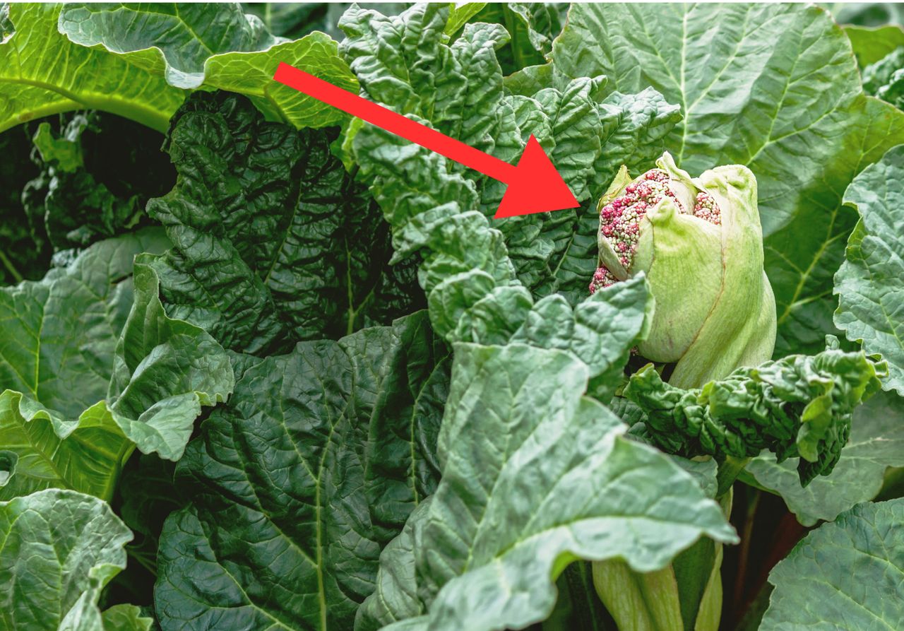 Masz rabarbar w ogrodzie? Jeśli to zauważysz, od razu usuń