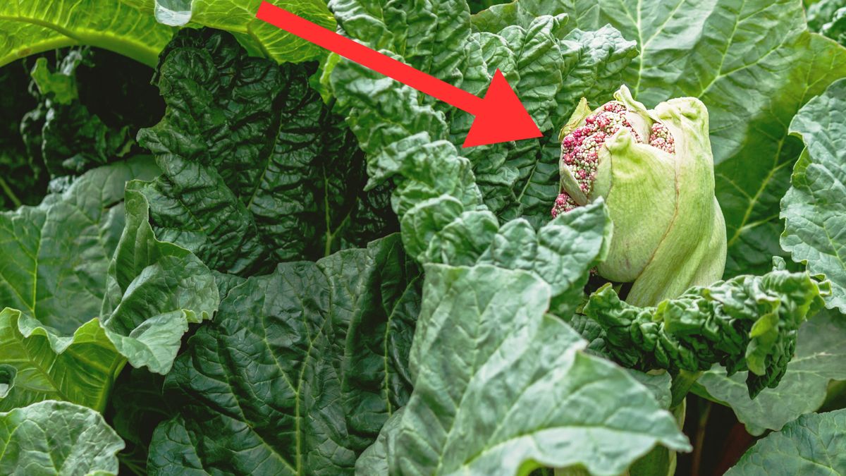 Jak dbać o rabarbar wiosną?