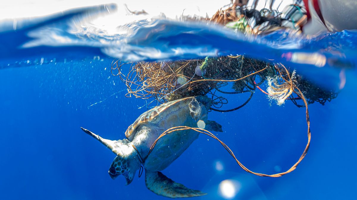 Żółw zaplątany w sieć rybacką. Te zdjęcia pokazują, co robimy naturze 1