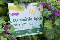 Wrocław. Kosić, nie kosić? Zostawcie łąki, niech sobie rosną!