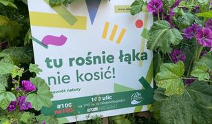 Wrocław. Kosić, nie kosić? Zostawcie łąki, niech sobie rosną!