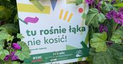 Wrocław. Kosić, nie kosić? Zostawcie łąki, niech sobie rosną!