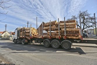 Nielegalne drewno zalewa Polskę. Szykują się drakońskie cła