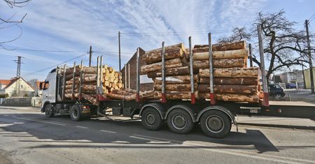 Nielegalne drewno zalewa Polskę. Szykują się drakońskie cła
