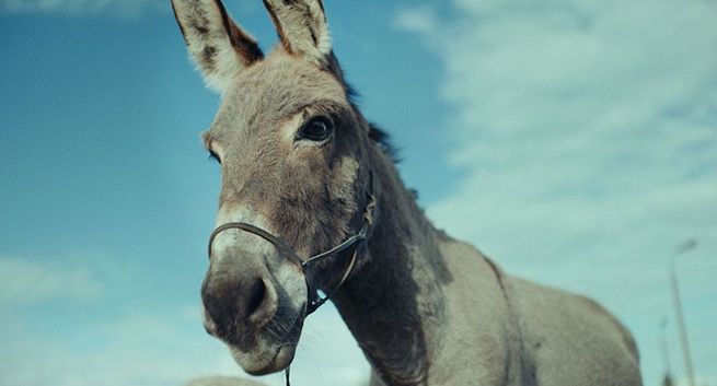 „IO” Jerzego Skolimowskiego z nominacją do Oscara