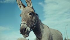 „IO” Jerzego Skolimowskiego z nominacją do Oscara