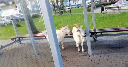 Wezwali policję do dwóch kóz. Stały na przystanku