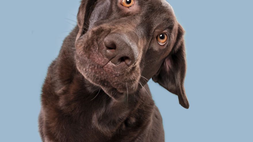 Urocze portrety psiaków pokazują, że nasze czworonogi mają osobowość 1