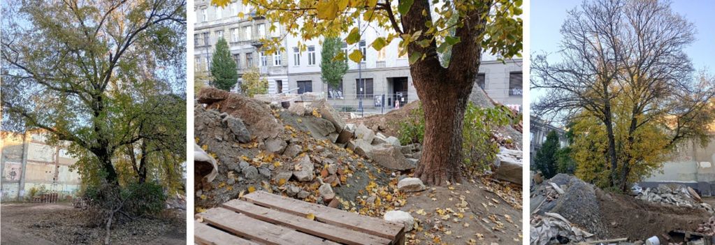 Policzyli efekty „rewitalizacji”. Zieleni coraz mniej, bo drzewa to nie wartość