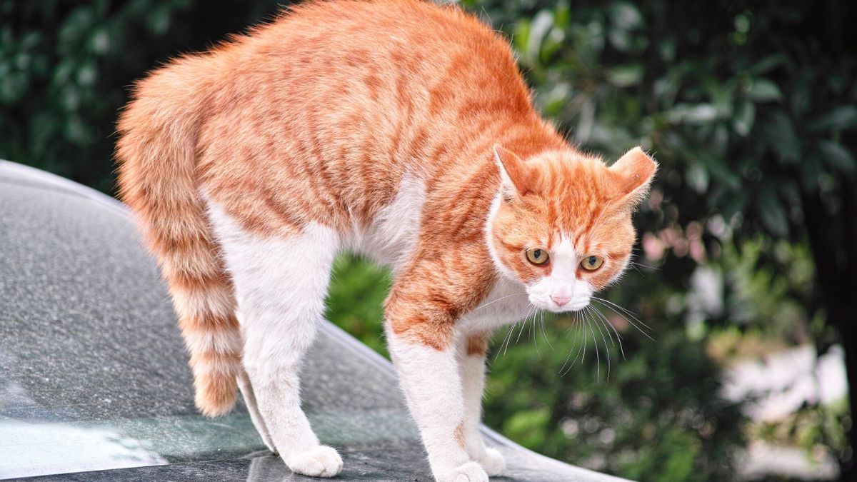 Kot stoi na samochodzie