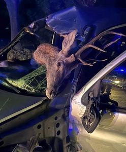 Jeleń w samochodzie. Groźny wypadek na Lubelszczyźnie