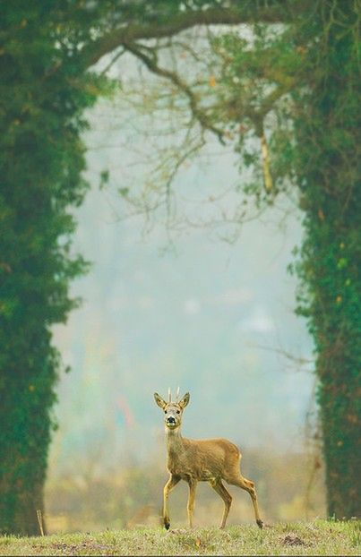 Fotografia przyrodnicza - 15 inspirujących zdjęć dla miłośników przyrody [galeria] 4