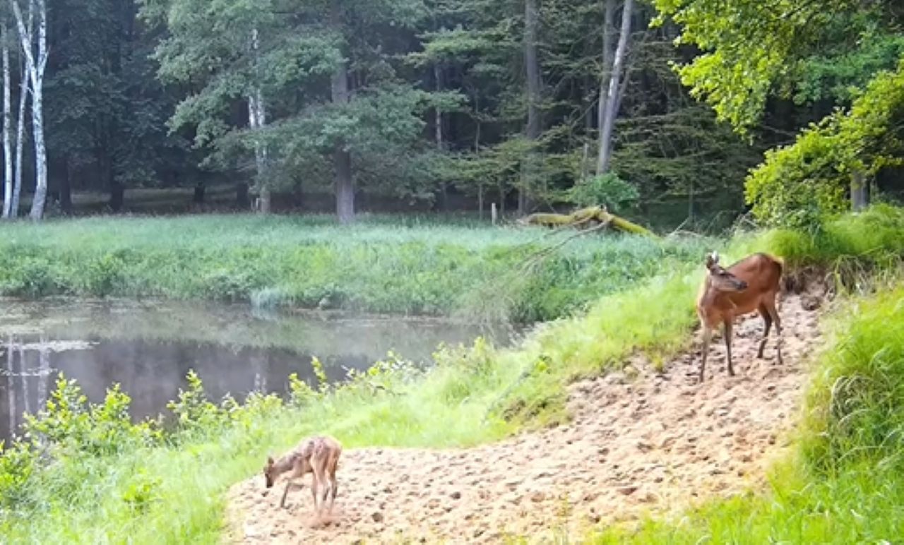 Młody jelonek skorzystał z wolności. Nagranie ma już 1,3 mln odsłon