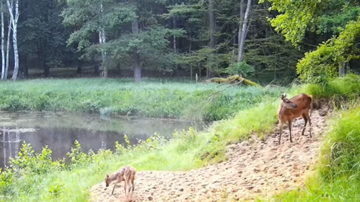 Nagranie z małym jelonkiem zachwyciło internautów