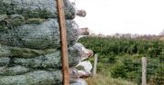 Kupujesz świąteczne drzewko? Większość nie pochodzi z Polski