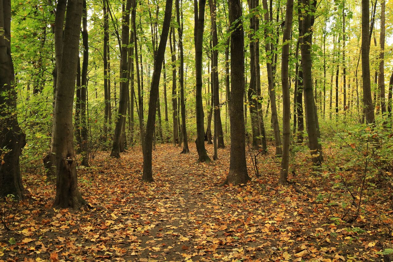 Kraków: Wystawiono na sprzedaż las. Jest apel do prezydenta miasta