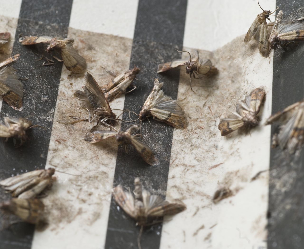 Natural tips to banish pesky food moths from your pantry