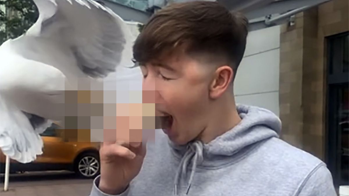 Mewa zaatakowała nastolatka spożywającego posiłek