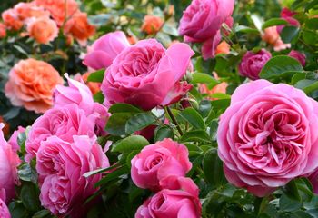 Nie przegap ważnego zabiegu. Róże będą uginać się od kwiatów