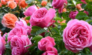 Nie przegap ważnego zabiegu. Róże będą uginać się od kwiatów