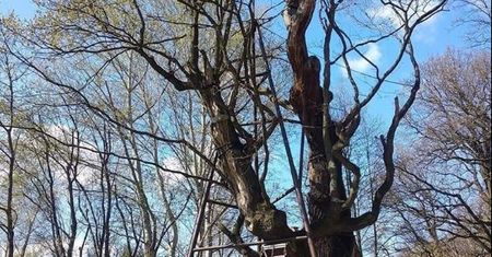 Warszawa. Dąb Mieszko I pomimo podpalenia wypuścił zielone liście