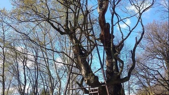 Warszawa. Pomimo podpalenia dąb Mieszko I wypuścił zielone liście