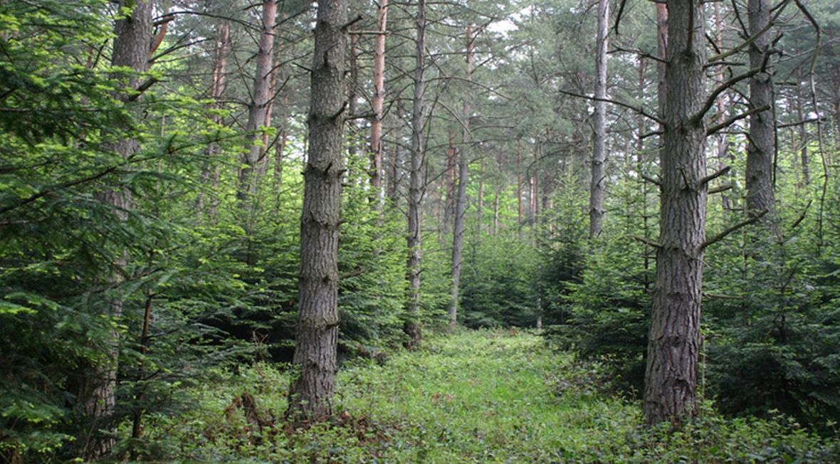 Lasy Beskidu Niskiego, typowa sośnina posadzona na gruntach porolnych z podsadzeniami jodłowymi