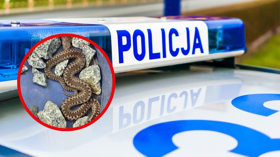 Żmija