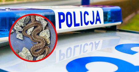 Żmija zygzakowata przed domem. Policja interweniuje