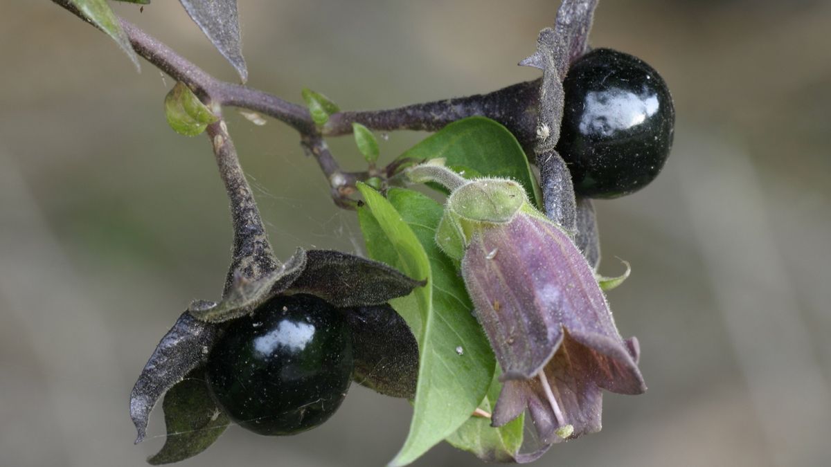 Jakie objawy daje zatrucie wilczą jagodą?