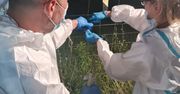 Ełk: Fabryka narkotyków na poddaszu nowego domu