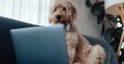 Badanie Samsung Pet Living – przyszłość technologii dla zwierząt