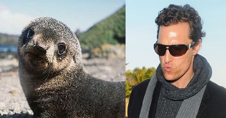 McConaughey uratował małą foczkę!