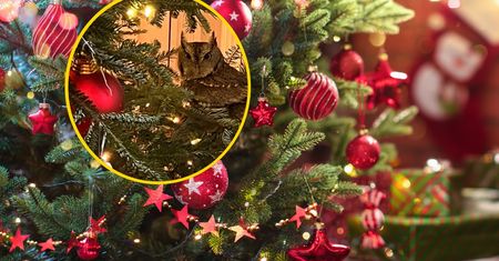Niesamowite odkrycie na choince. Intruz ukrywał się cztery dni