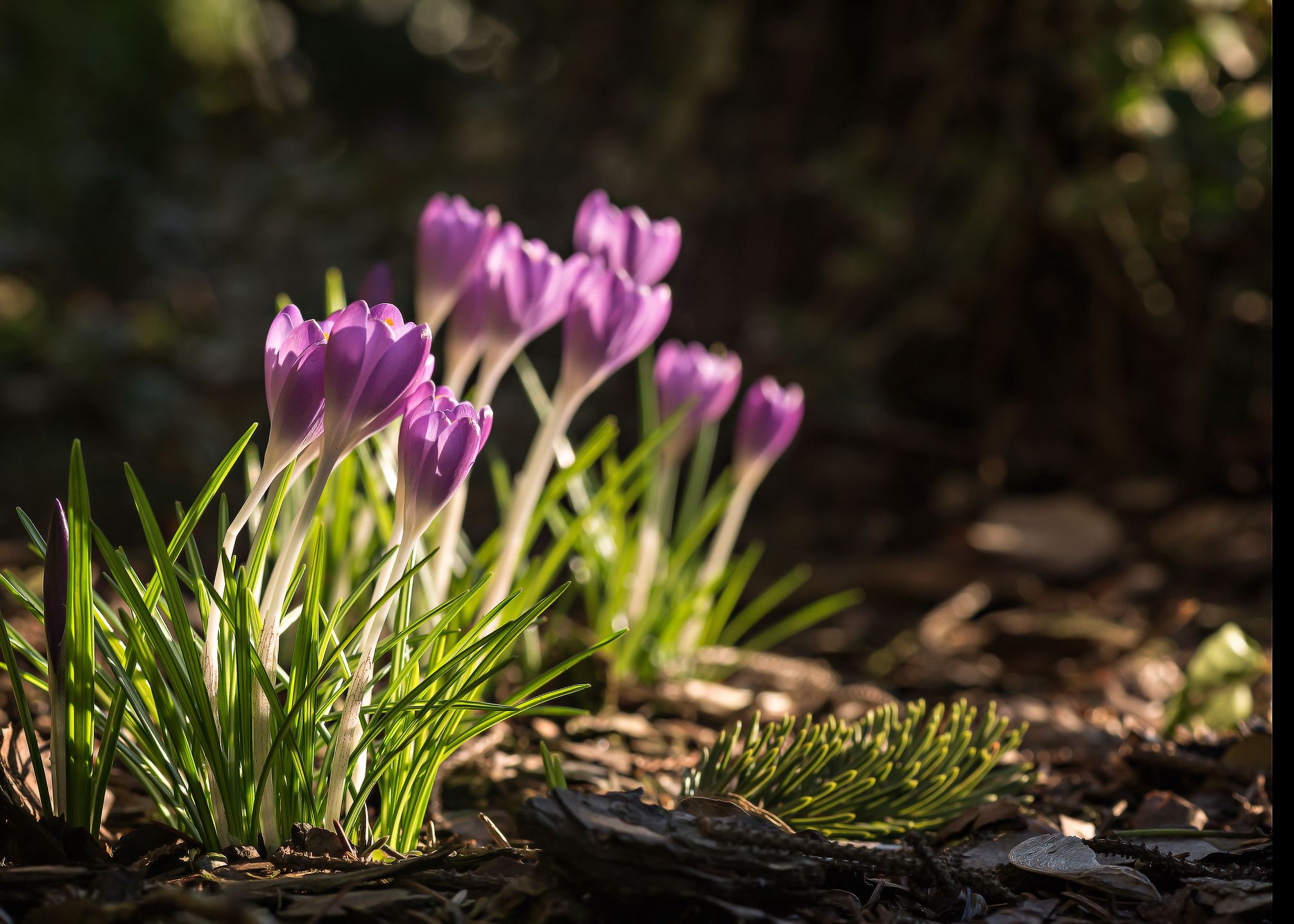Te fioletowe kwiatki zwiastują zakończenie zimy i nadejście wiosny