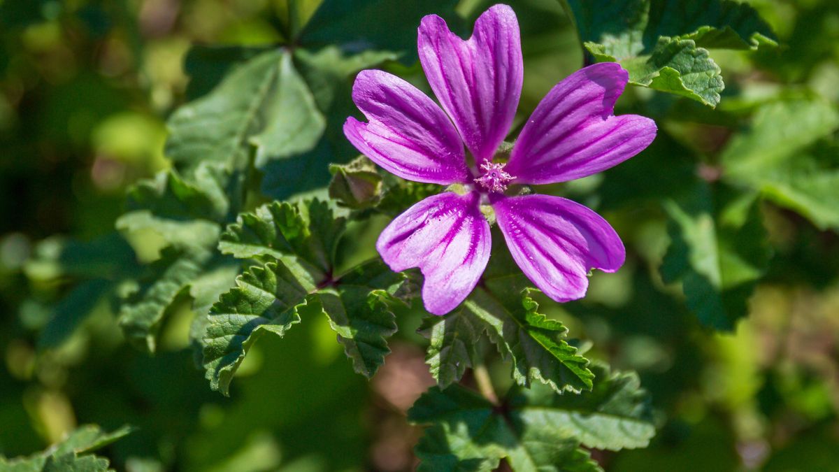 Jak można wykorzystać liście ślazu?