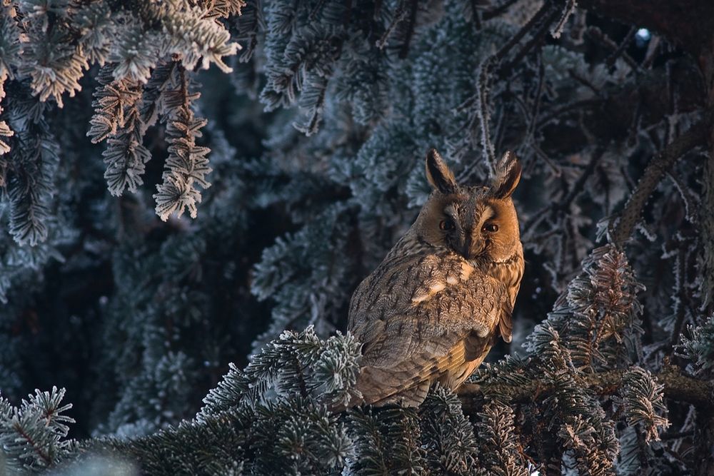 Jednak nie strój jest najlepszą metodą maskowania. W tym najlepiej sprawdza się zbudowanie specjalnej kryjówki fotograficznej ("czatowni"), do której należy wejść długo przed świtem, by nie spłoszyć budzących się do życia zwierząt.