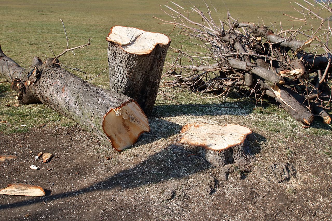 1 marca 2026 roku rozpoczął się okres lęgowy