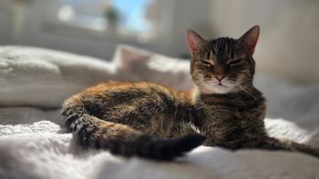 Koty rządzą japońską gospodarką. Nikt nie mówi o ciemnej stronie tego fenomenu