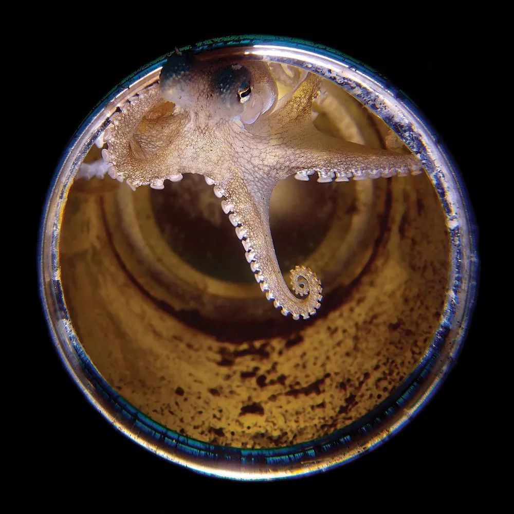 Niesamowity świat głębin - najlepsze zdjęcia podwodne według Scuba Diving Magazine 2