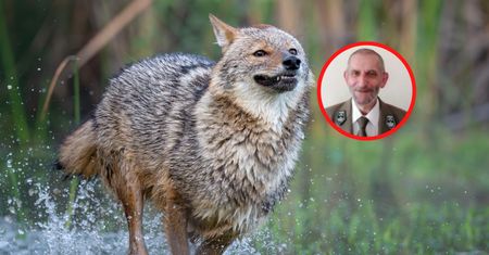 Pojawia się w Polsce. Niemcy chcą go upolować. "Bardzo dyskusyjne"