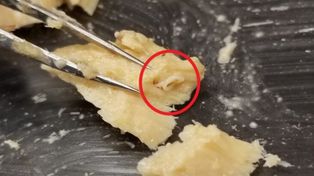 Pasożyty w puszkach z łososiem. Niezwykłe archiwum z Alaski