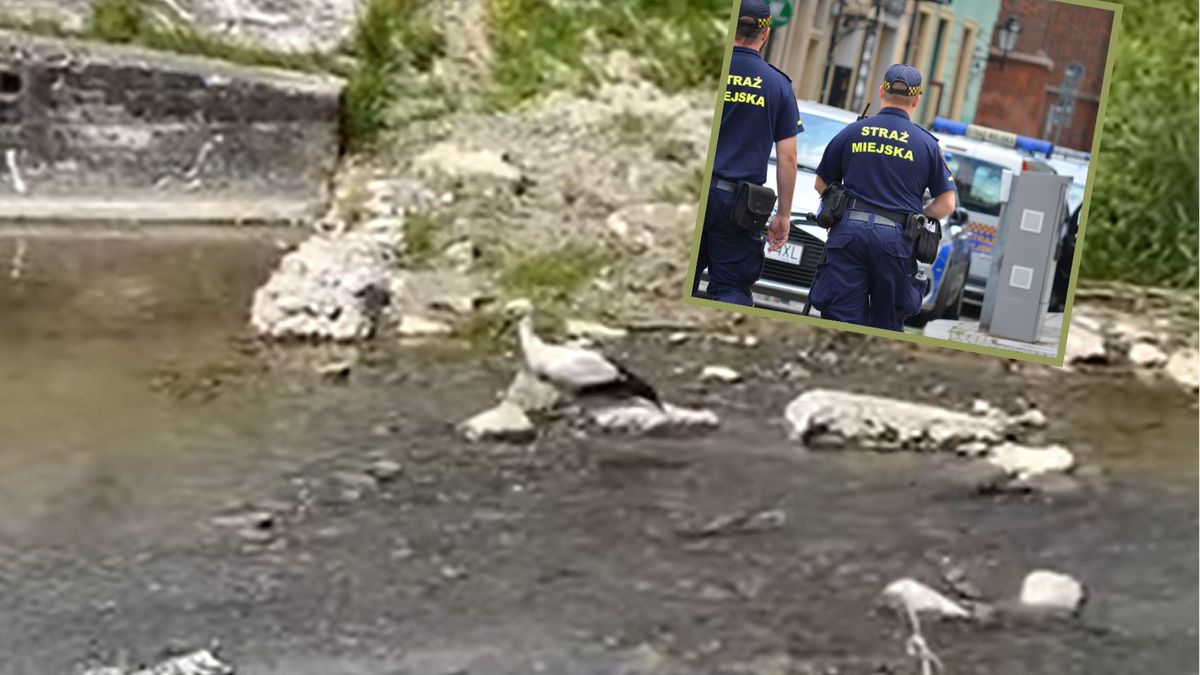 Bocian Felek z Rabki Zdroju napędził stracha strażnikom miejjskim