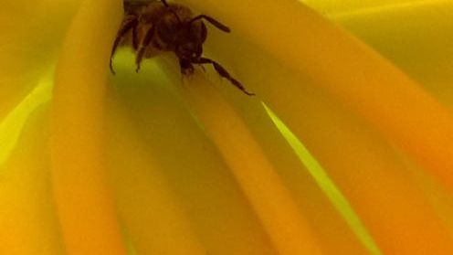 Galeria makrofotografii wykonanej za pomocą Nokia N97 1