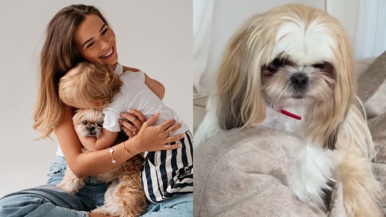 Syn Sandry Kubickiej uderzył psa